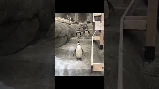 Run, Penguin, Run! #cute #penguin