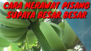 CARA AGAR PISANG BERBUAH BESAR BESAR (Bagian ke 2)