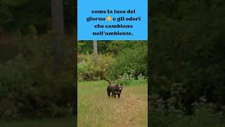 I Cani Capiscono il Tempo?  #shorts #curiosità #dog #amicifelini #viralvideo