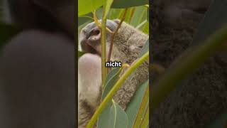 Faszinierende Fakten über den Koala # #factsofnature #facts #wildtiere #koala