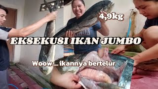 EKSEKUSI IKAN JUMBO 4,9Kg ☑️ TERNYATA IKANNYA BERTELUR ‼️