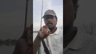 🤩💥Thailand snakehead fish in chennai lake..😇🤩💥#fishinglife #fishing