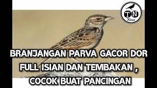 Branjangan parva gacor dor full isian dan tembakan, cocok untuk pancingan