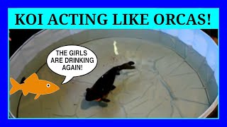 Episode 44 - Black Karasu Koi Acting Like Orcas. They Love to Jump! (Drink Like A Fish Episode)