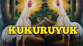 Suara Ayam Jago Berkokok Di Pagi Hari Kukuruyuk