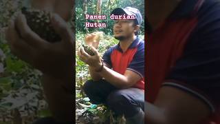 PANEN BUAH DURIAN HUTAN KALIMANTAN