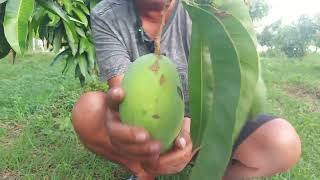 tutorial membungkus buah mangga di pohon biar hasilnya bagus .