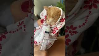 Ela encontrou um gatinho abandonado na rua#shorts