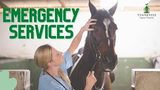 Dr. Christine Cocquyt Talks Equine Emergency Services