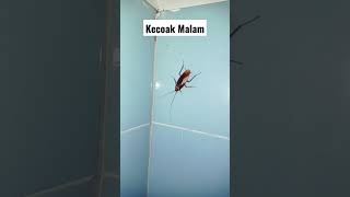 Kecoak lucu