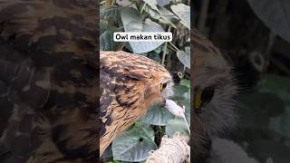 Kasih makan burung hantu #kuliner #viralvideo #kulinerenak #burung