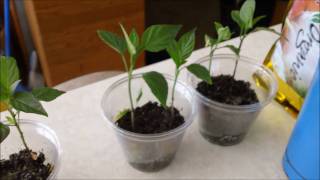 How to grow hot peppers part 2