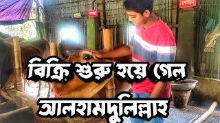 ২ টা গরু বিক্রি করলাম || গোল্লা আর চুলবুল ||  Purbasha Agro