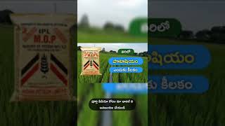 #shorts #youtube #short #potash #fertilizer #potassium  #పోటాష్ #పొటాషియం  #vari #teluguraithutips