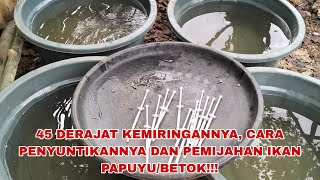 IKAN BETOK/PAPUYU 1 POINT KEBERHASILAN. 45 DERAJAT CARA PENYUNTIKAN DAN PEMIJAHAN!!