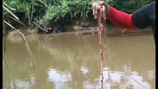 UMPAN USUS...... DAPAT IKAN TAWES MOSTER