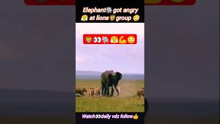 Elephant attack lions🦁 | lion vs elephant | lion hunting | @Wildshikaari007 | #shorts #nature