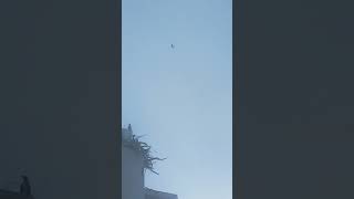 crow have fly #shorts #ytshorts #trending #crow