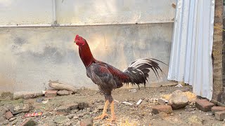 Update Kondisi terkini kandang ayam kampung X Bangkok semi umbaran🐓