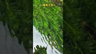 清澈水溝的水蘊草