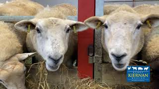 Nutritional tips feeding Ewe's pre lambing