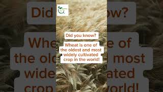 #wheat #funfactagric #didyouknow  #agricultureinnovation #agricultureinafrica #sustainability