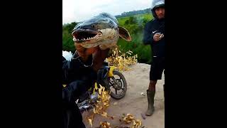 Moster Toman .... Giant snake head fish moster #shots