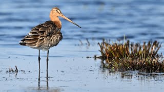 Vögel im Bild - Die Uferschnepfe