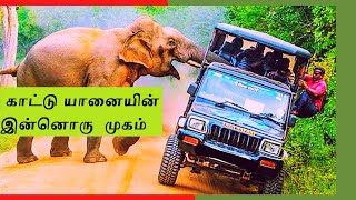 காட்டு  யானையின்  இன்னொரு  முகம் | DANGEROUS WILD ELEPHANT'S OTHER SIDE | தமிழ்