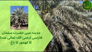 مدینہ میں حضرت سلمان فارسی (رضئ اللہ تعالی عنہ) کا کھجور کا باغ | Hazrat Salman Farsi Garden Madina