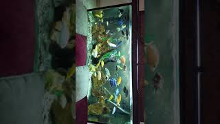 African Cichlid's aquarium tank  #African_Cichlid's_aquarium_tank