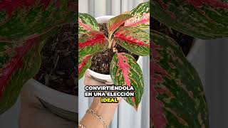 🌱 5 Plantas INCREÍBLES que No Necesitan Sol Directo | Urbangreen Tips para Principiantes Parte 1 🌿