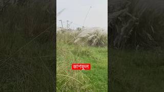 গাজীপুরে কাশফুল