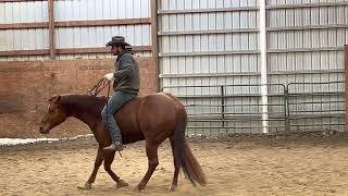 Lot #17-GT Tinseltown Gunman offered by West Fork Ranch @ Ride The Wave Premier Horse Sale