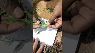 பச்சை புழு கேரட் #carrotworms #farming