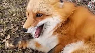 Saving injured foxes and giving them a second chance at life | Animal rescue compilation