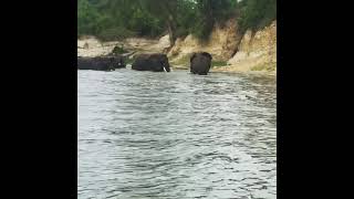 elephants swimming@murchasion falls national Park#uganda#+256775927484 for bookings