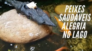 Peixes saudáveis alegram o lago ornamental - Alimentação dos peixes