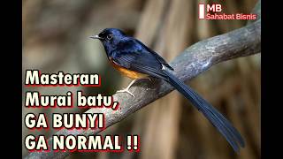 MURAI BATU MASTERAN PALING JOSS