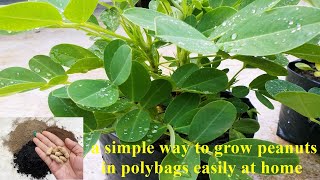 a simple way to grow peanuts in polybags easily at home