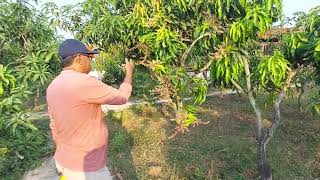 cara menyelamatkan bungga agar jadi buah dan buah agar panen dengan sempurna.