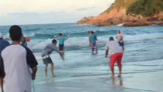 Pesca artesanal tainha, canoa ATREVIDA Barra da Lagoa florianopolis