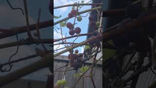 Picking concord grapes at my backyard #concord grapes#grape harvesting# canada#farming#homegrown