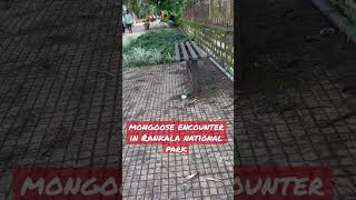 mongoose encounter in Rankala  #shorts #kolhapur #animals #wildanimals #animals #mongoose