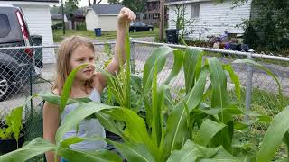 Happy 4th of July! Morning garden tour.