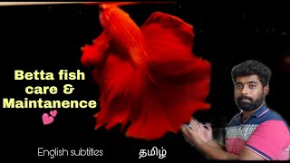 Betta fish care & Maintainance 💕 | Tips from Breeder🔥 | தமிழ் | @aquapetsfarmtamil4785