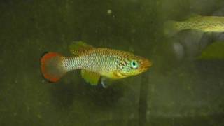 Nothobranchius lucius "Ruhoi river TZN 09/10"