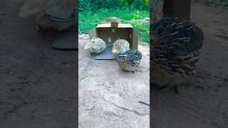 Bird Trap Amazing using Cardboard New #channel