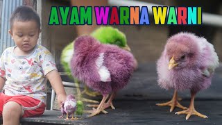 Brian Main Ayam Warna Warni