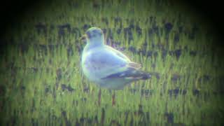 Svarthuvad mås/Mediterranean Gull, (Larus melanocephalus).